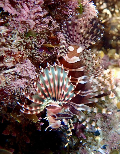 No 82 Christmas 2023 Special Set