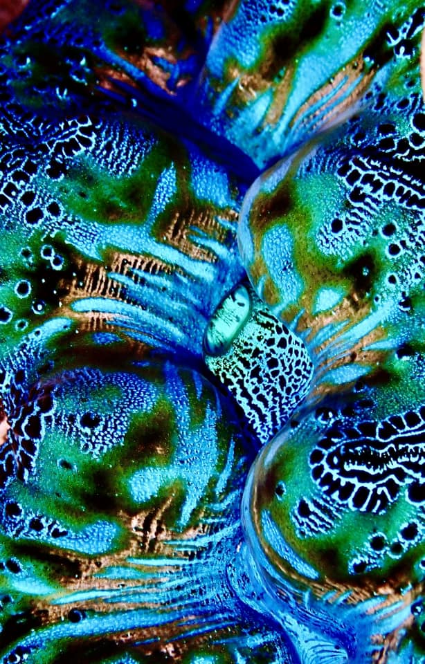 N°41 Mother's Day 2024 Special Set