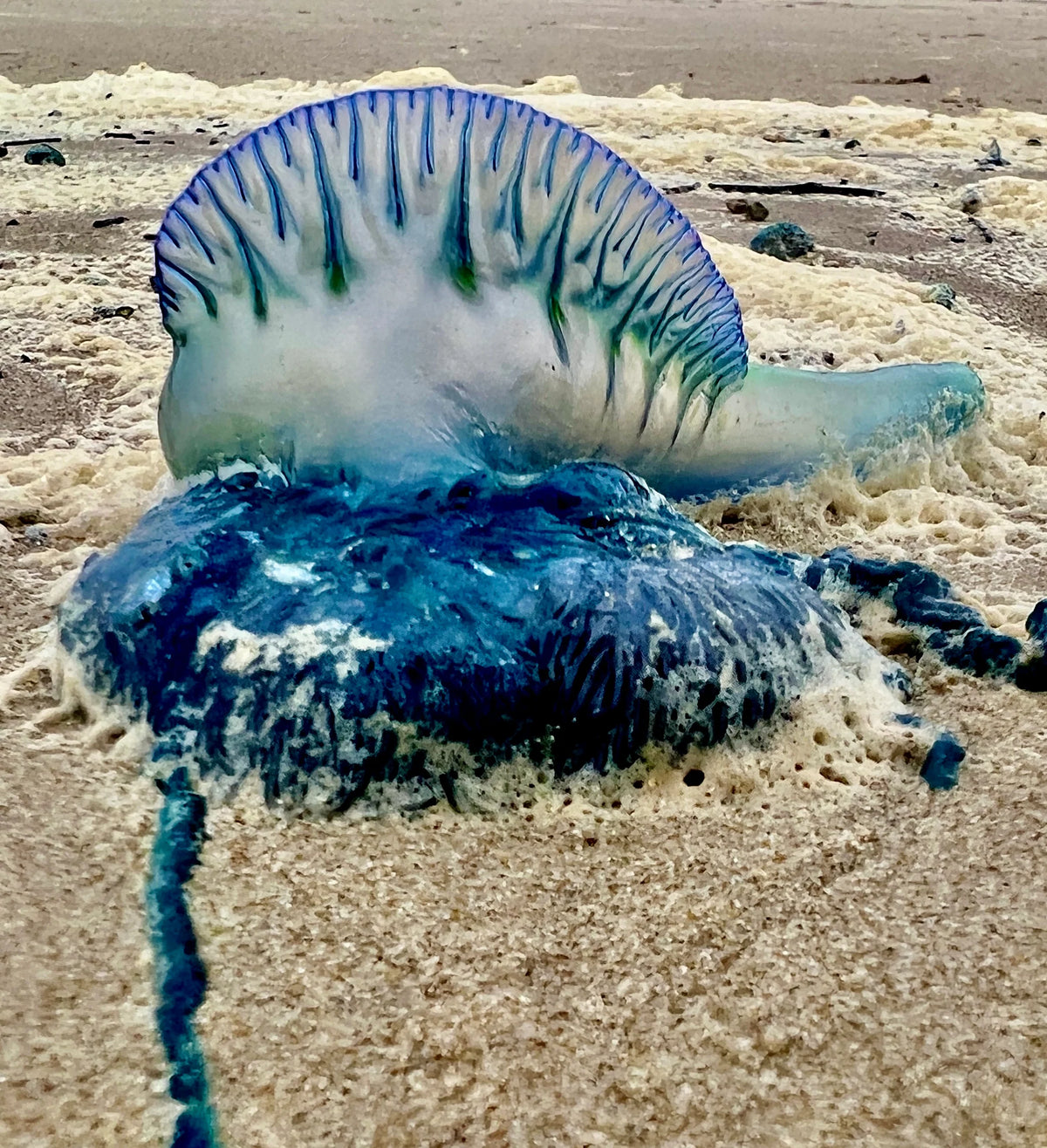 N°14 Mother's Day 2025 Special Set