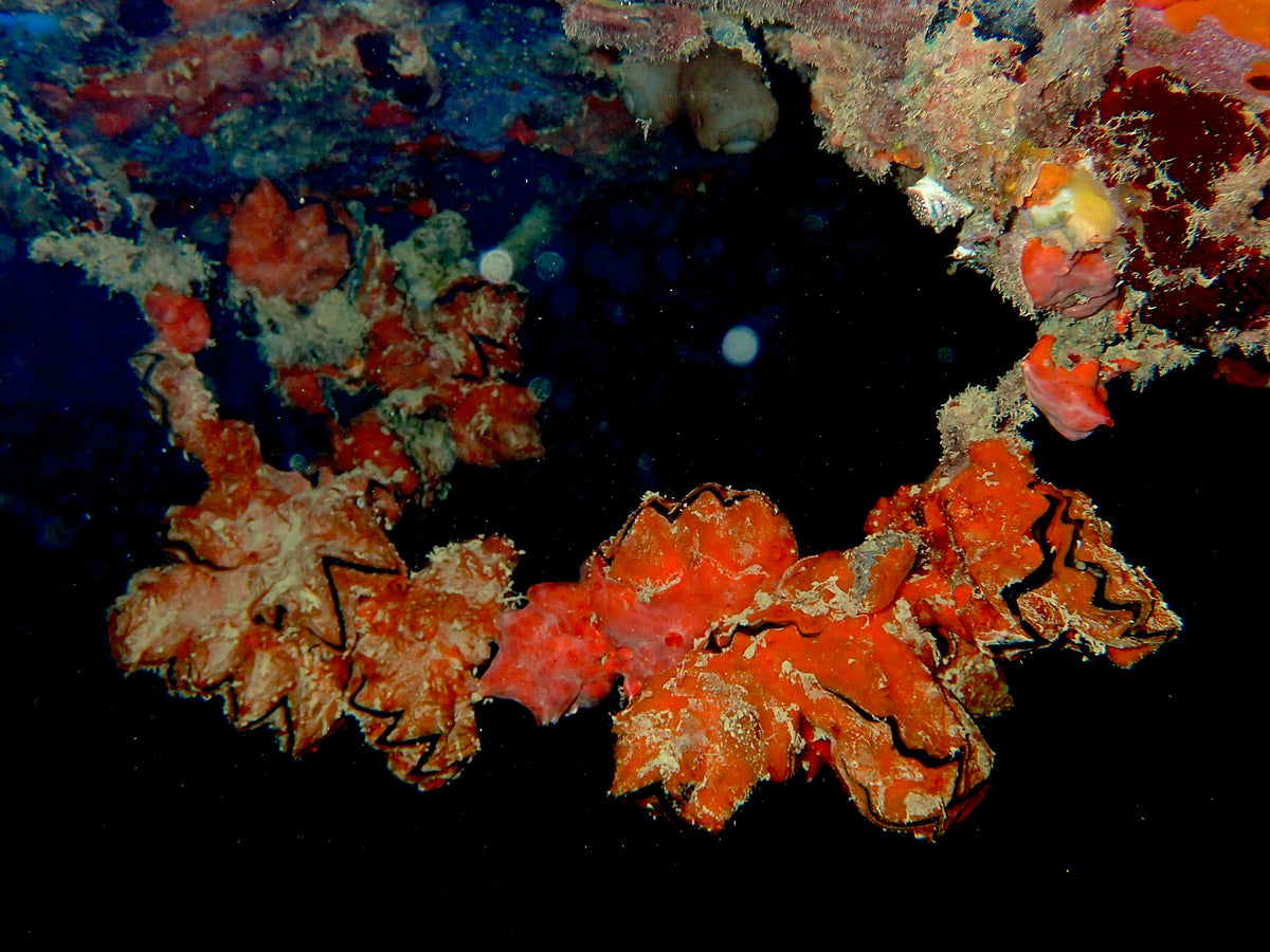 N°17 Mother's Day 2025 Special Set