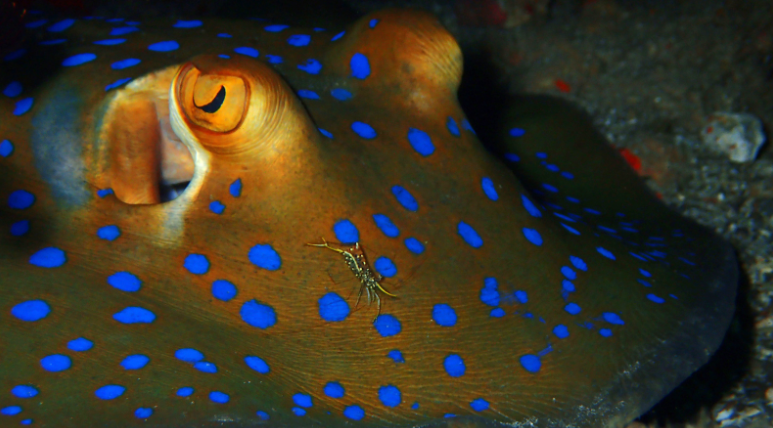 N°18 Mother's Day 2024 Special Set