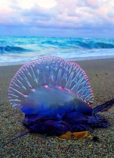 N°165 Christmas 2025 Special Set