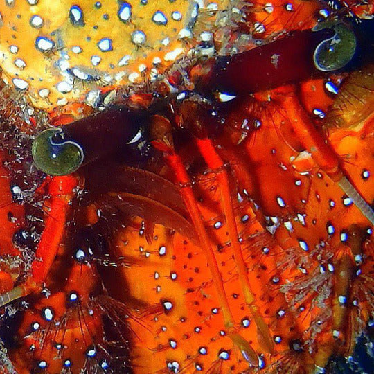 The inspirational beauty of hermit crabs