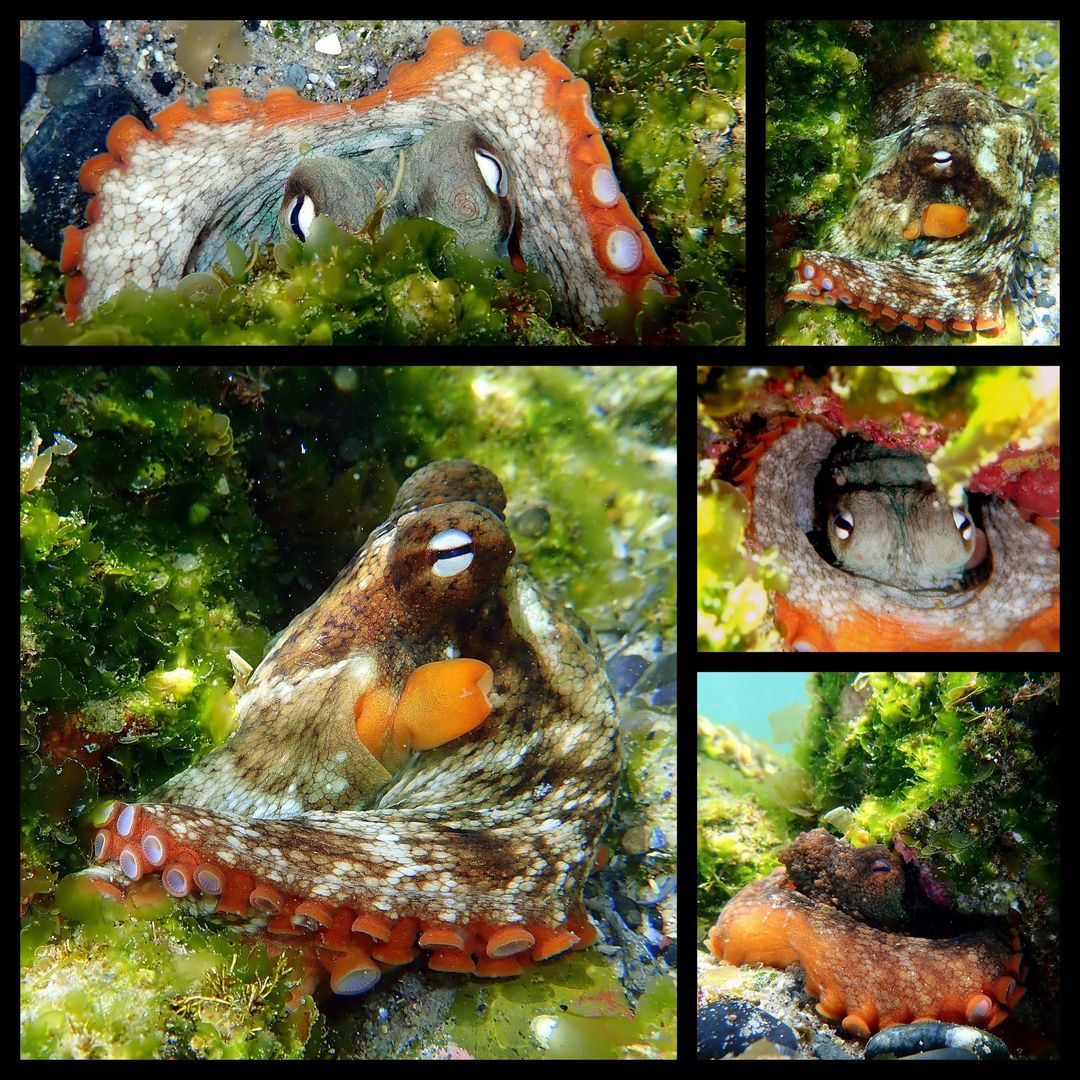 N°62 Mother&#39;s Day 2024 Special Set