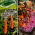 N°025 Statement Earrings - The Vanuatu Collection
