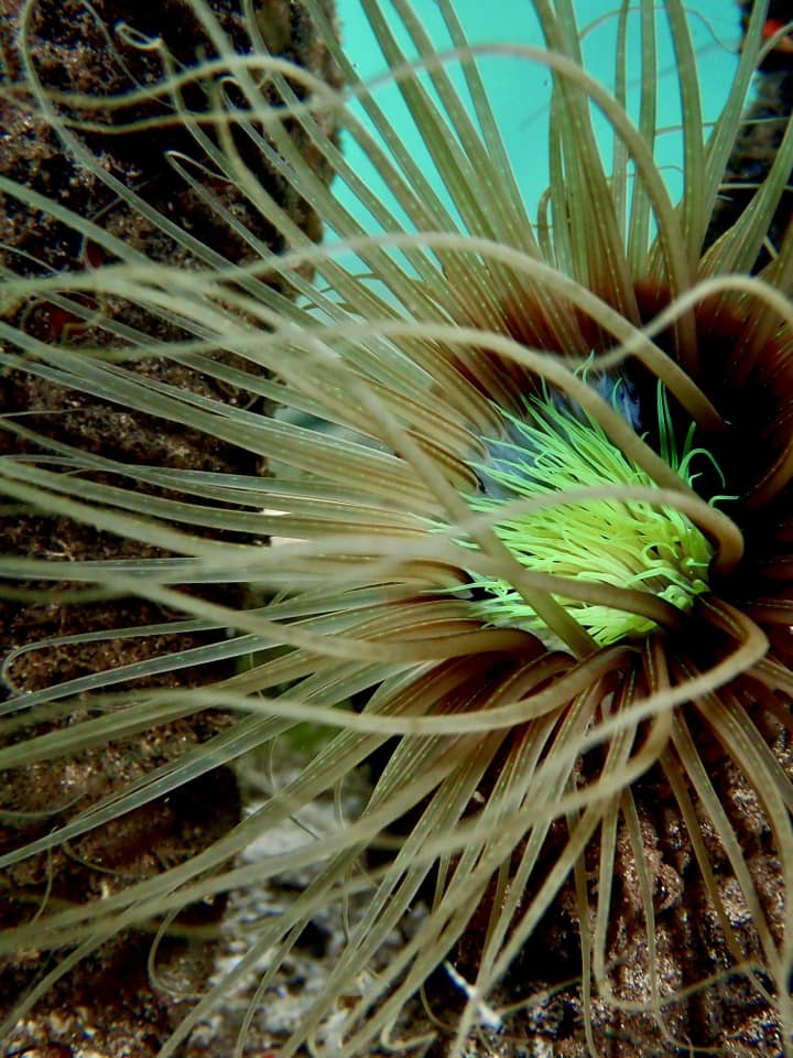 No 51 Christmas 2023 Special Set