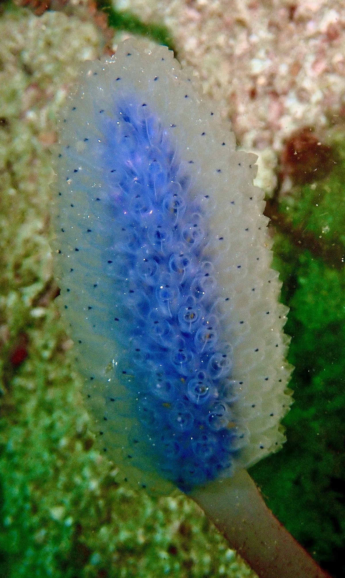 N°08 Mother&#39;s Day 2024 Special Set