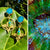 N°081 Statement Earrings - The Vanuatu Collection