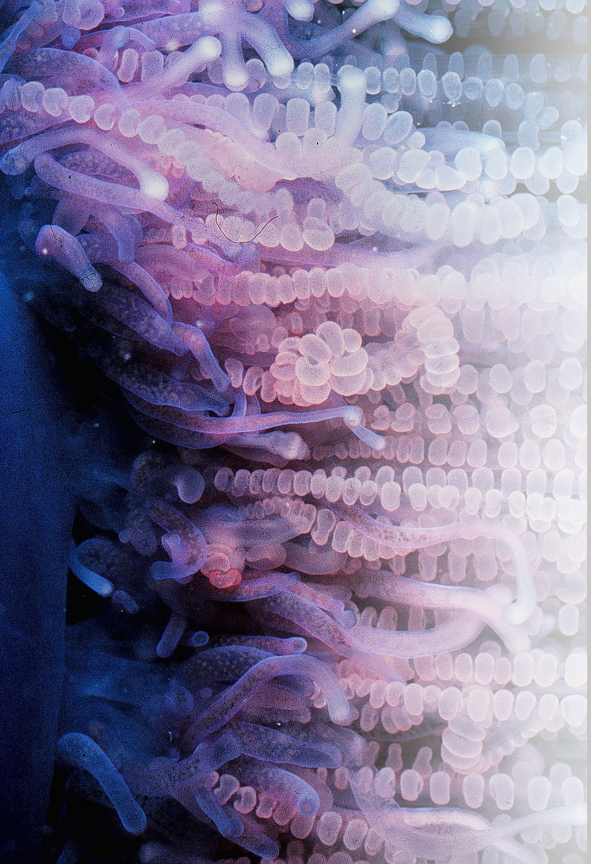 N°165 Christmas 2025 Special Set